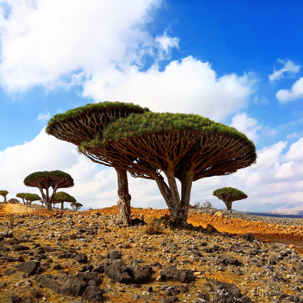 Seen on a Socotra tour