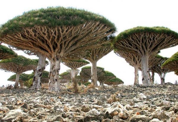 Dragon Blood Trees of Socotra