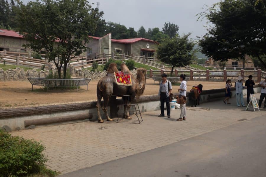 Pyongyang couple taking a camel ride at the zoo