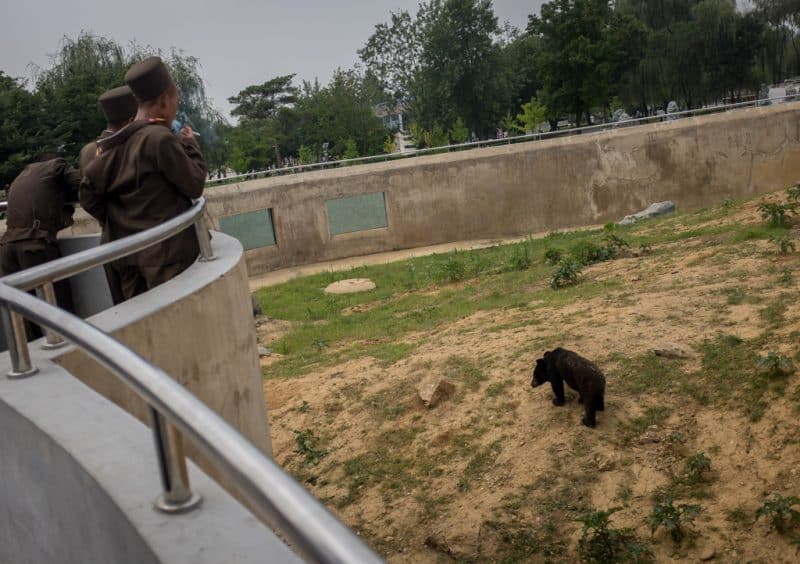 A Bear at the Pyongyang Zoo
