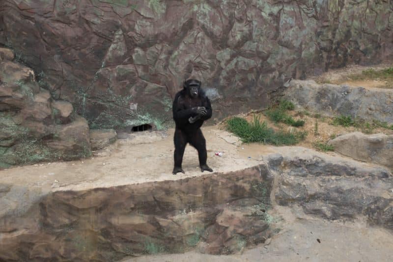 A smoking Chimpanzee at the Pyongyang Zoo
