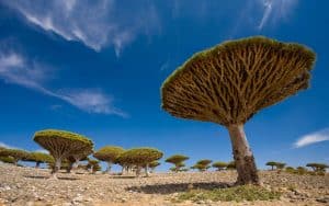 Read more about the article Travel to Socotra