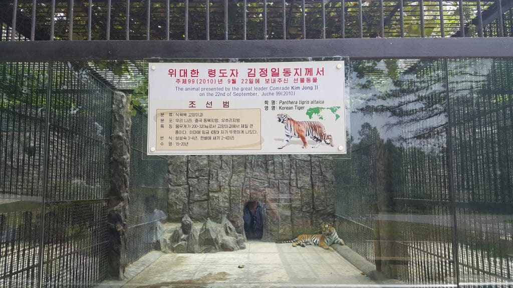 Pyongyang zoo tiger donated by Kim Jong Il