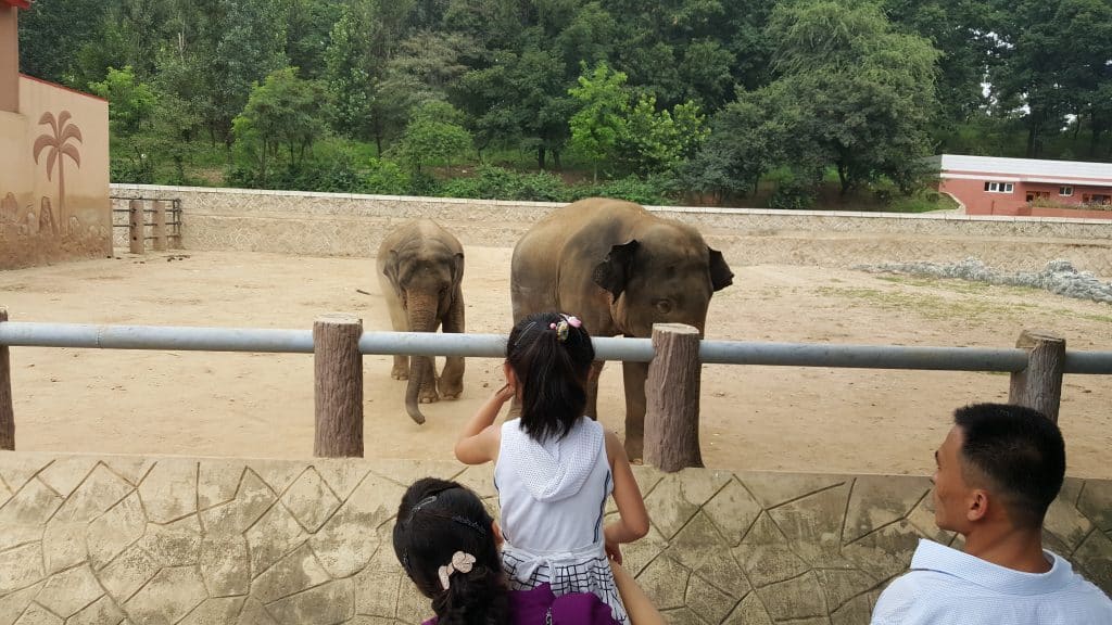 Elephants at Pyongyang zoo