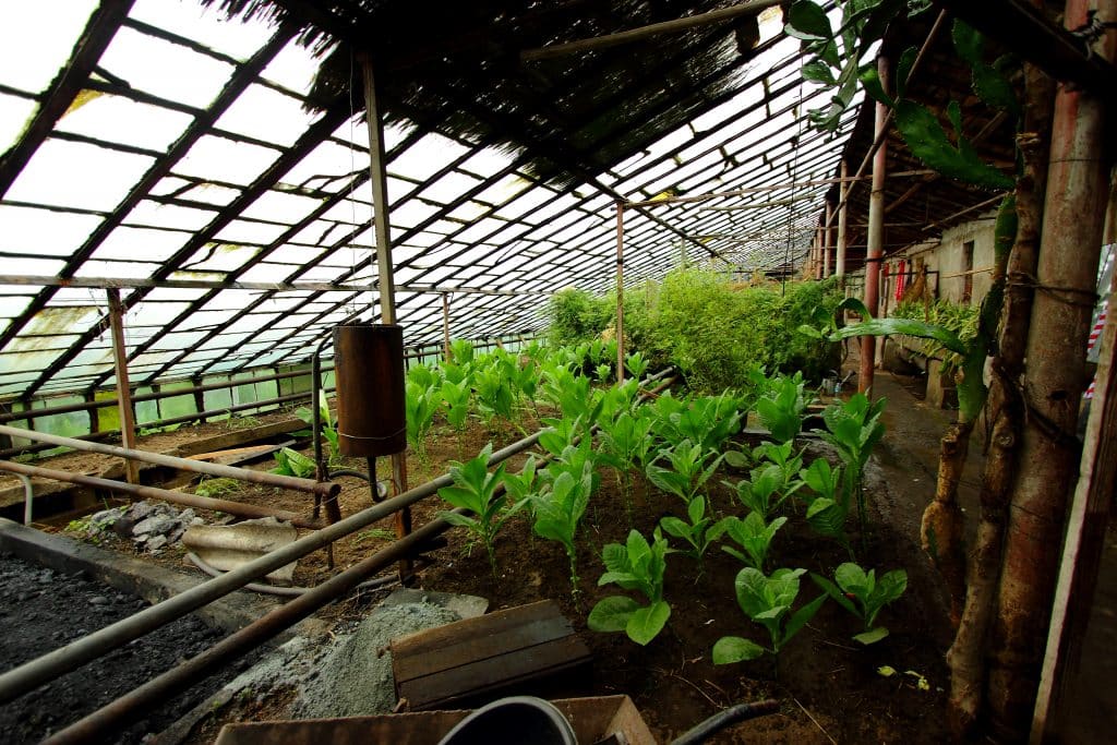Greenhouse on an agriculture in North Korea tour