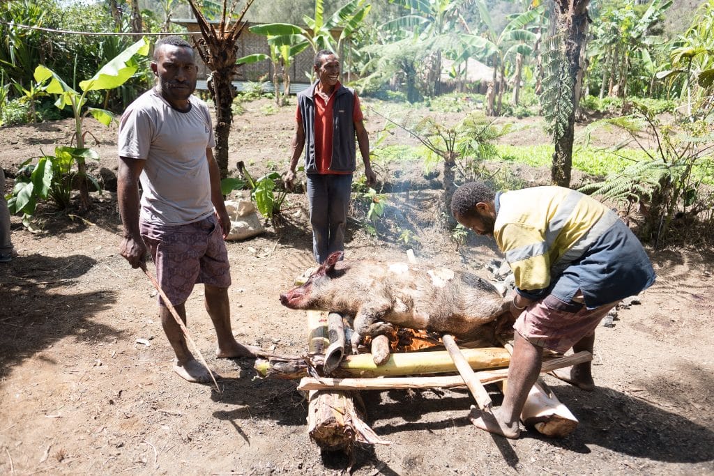 Cooking the pig mumu in Papua New Guinea