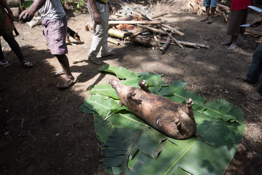 A cooked pig mumu in Papua New Guinea