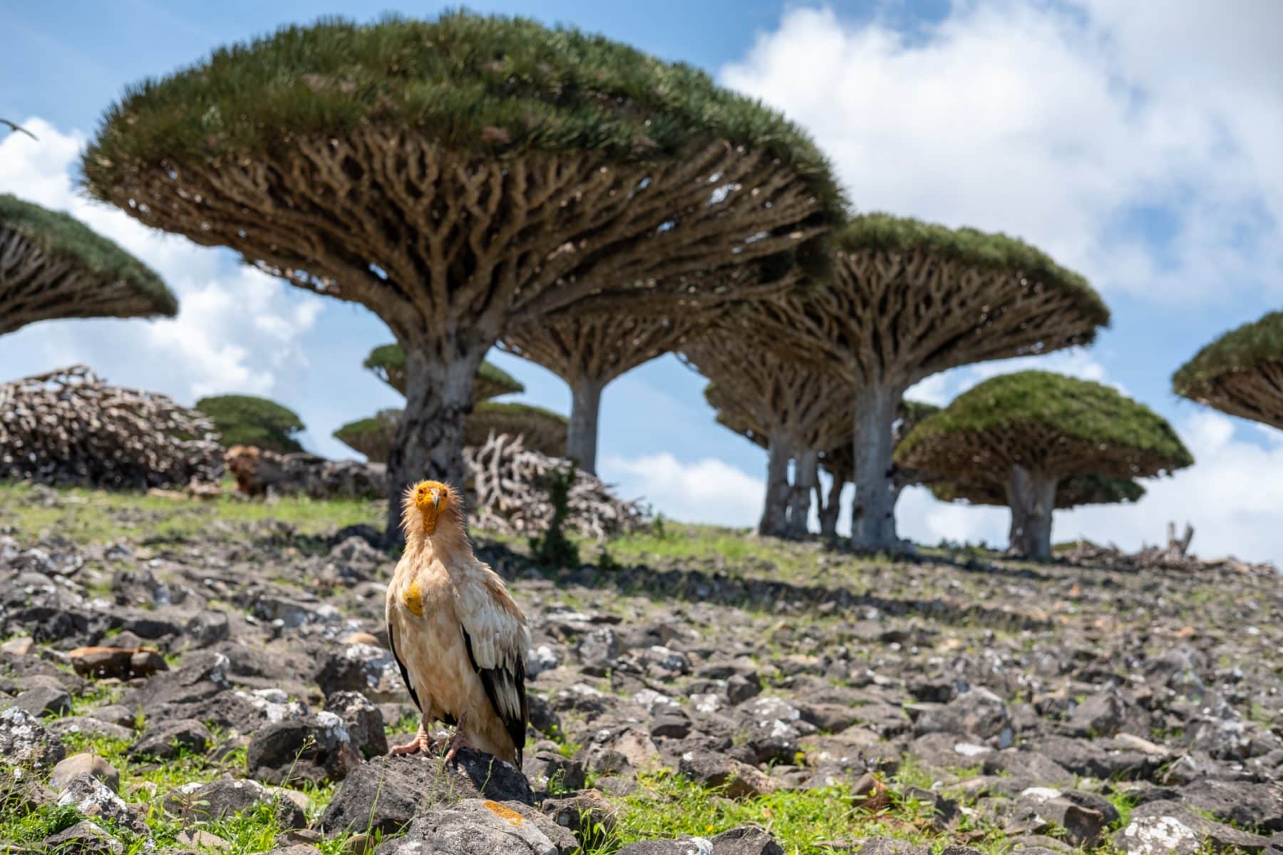 Read more about the article What To Pack Before You Travel To Socotra Island