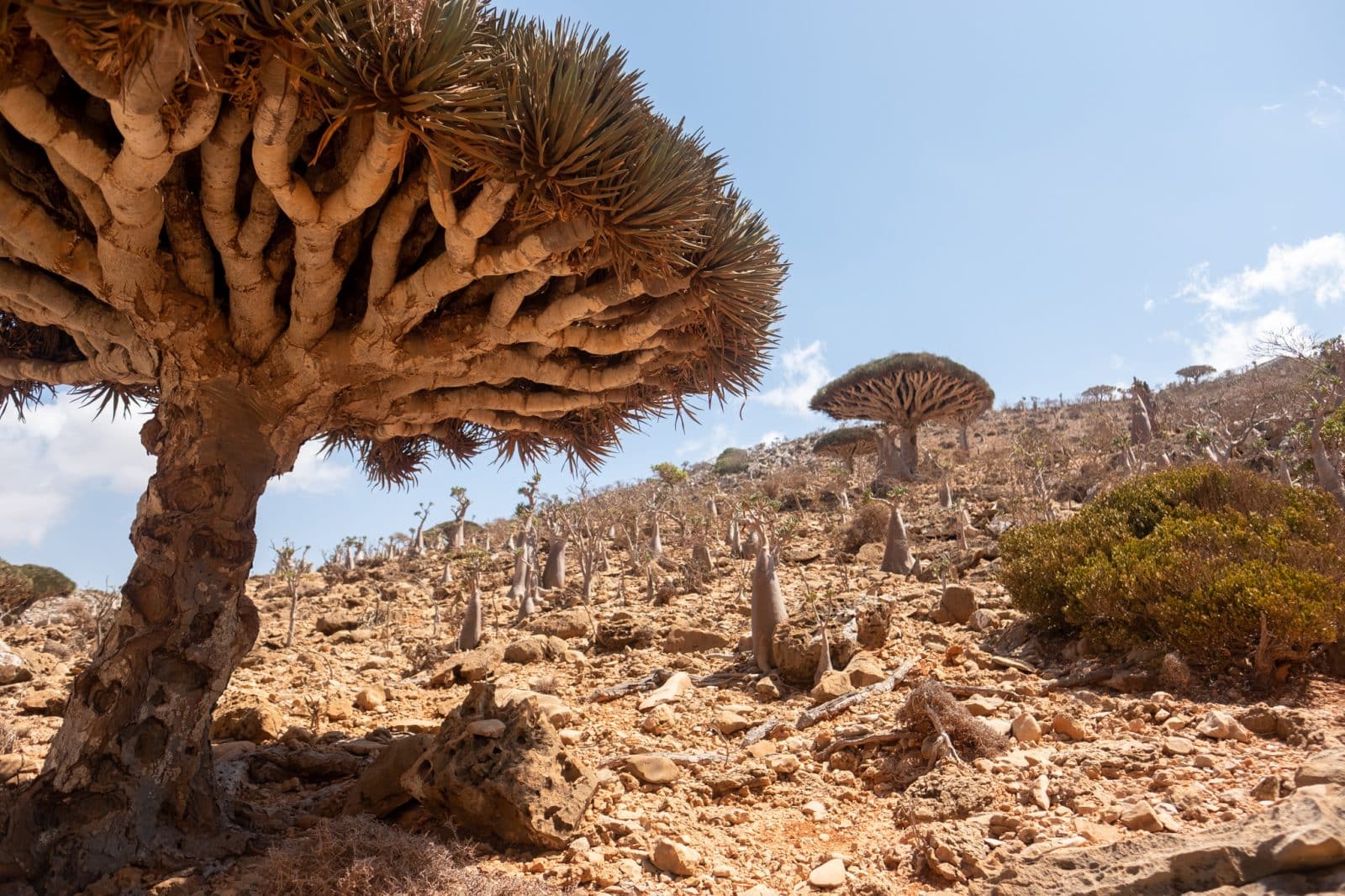 Read more about the article Everything You Need to Know About Flying to Socotra
