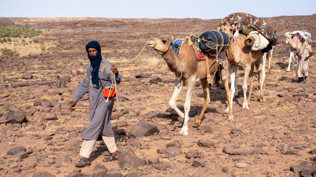 Camel herder in Mauritania